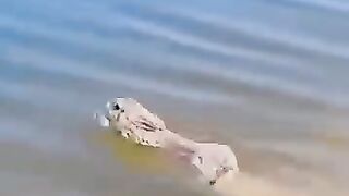 Amazed Duck
