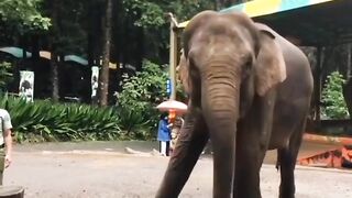 Elephent vs man