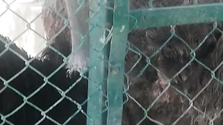 Ostrich in Zoo