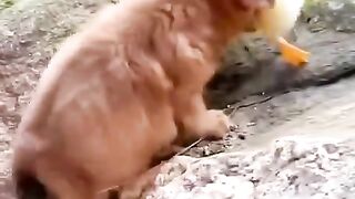 Friendship__puppirs_and_duckling._A_beautiful_moment_#3124_-_#shorts