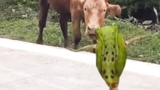 #funny #funnyanimatedcartoons #viralshort