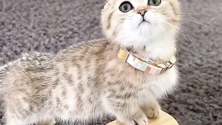 Introduction new kitten to dog