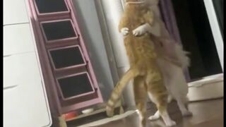 Paws and Woofs Tango: Hilarious Cat-Dog Dance Duo! ????????????