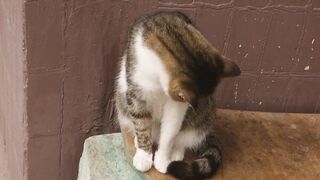 Nice Cat