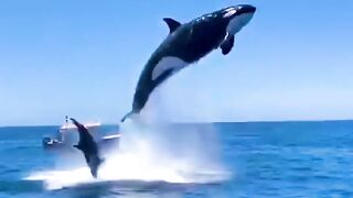 The beginning of the video effectively catches the audience's attention by describing.