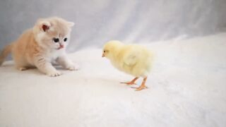 Cat New Trending video 2024