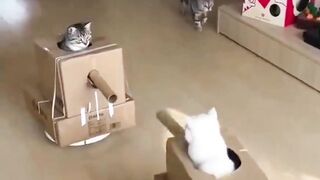 Alert: Funny Cat Captains Commandeer Tanks! Who Will Win the War? ????️????