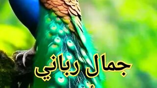 جمال رباني خلق فأبدع