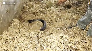 Snake king_C(360p).