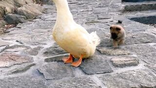"Adorable Baby Takes First Steps!