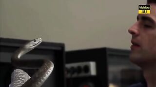 WHY_SNAKE_AND_MONGOOSE_ARE_ENIMIES__