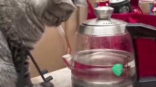 Cat Physics...