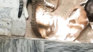 Kitten