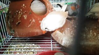 Birds ki dunya????