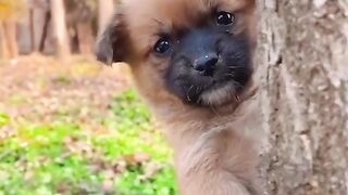 Sneaky Dog Discovers Parrot Love