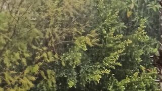 La pluie