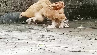 chicken Update