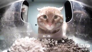 Mr. Snack ????(with a cute annoying white cat)