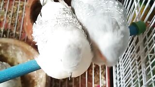 Birds love story ????