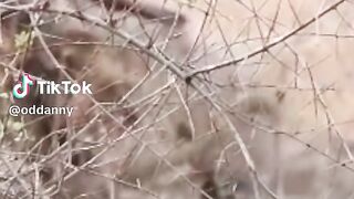 Can a lion and a lepad mate