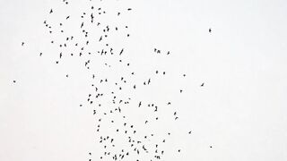Hundreds of Birds ‘Free Fall’ Out of the Sky
