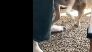 Funniest Cats And Dogs Videos - Best Funny Animal