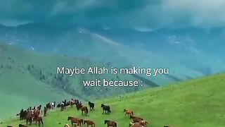 Allah O Akbar ✅