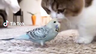 Funny vidéo