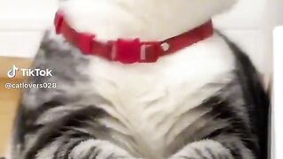 Funny vidéo