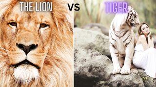 Comparison of Tiger and Lion