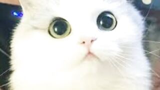 cute cit video