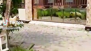 Funny vidéo
