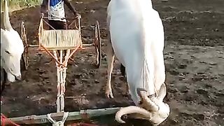 Cow video