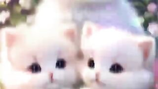 cute cate status video /cat dance video