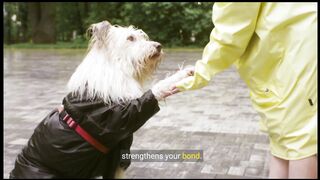 dog training