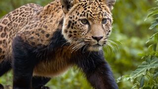 Dive into the Enigmatic Realms of Wild Animals Prepare to Have Your Mind Blown!