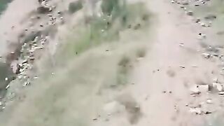 Donky Risk Animls