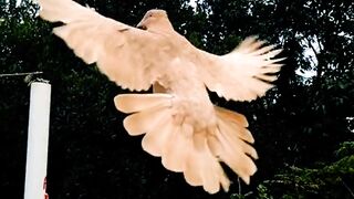 Majestic Pigeon Flight: A Captivating Display of Nature's