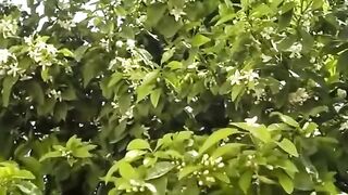 طريقة تقطير ماء الزهر في البيت - Méthode de distillation de l'eau de fleur.