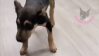 funny pets