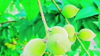 My lovely garden peach tree