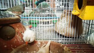 Birds small happy mood????