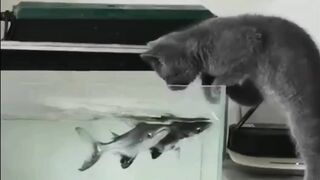 cat vs fish