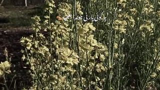 Kashmir - Sufisam