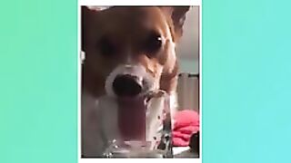Dog games