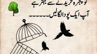 علی علی مولا علی