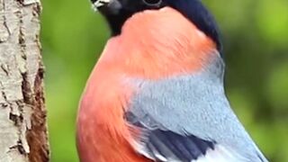 Amazing Bird Sound in the world.
