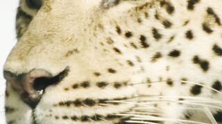 Wild animals attack in jungle