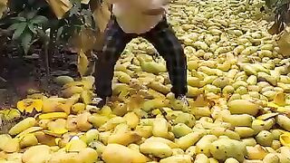 Amazing mangos fruit