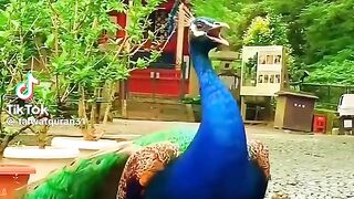 Beautiful Bird's with Quran recitation